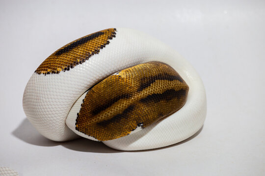 pied, piebald, animal, background, ball python, ballpython, closeup, constrictor, curled, danger, defensive, exotic, head, herpetology, hybrid snake, natural, pet, pets, poisonous snake, predator, pyt