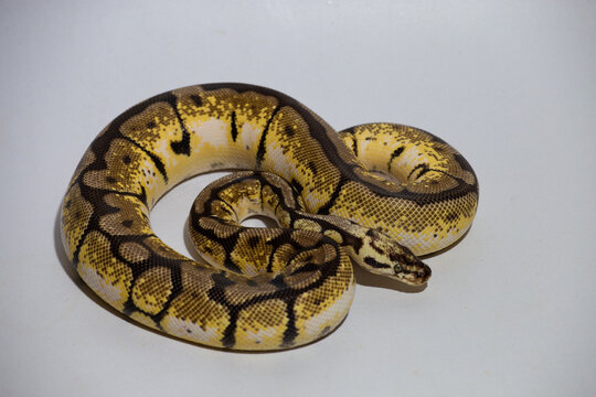 Bumblebee ball python (Python regius) coiled on white background, exotic reptile pet with striking yellow and black pattern, isolated studio shot, perfect for wildlife, pet, and educational concept.