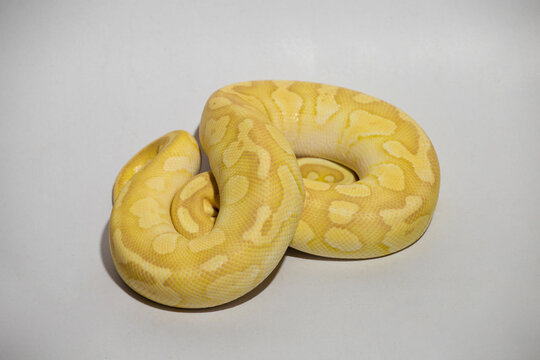 Yellow ball python snake coiled on white background, exotic reptile pet with detailed pattern and texture, studio lighting, isolated subject perfect for wildlife, pet, and nature concept.