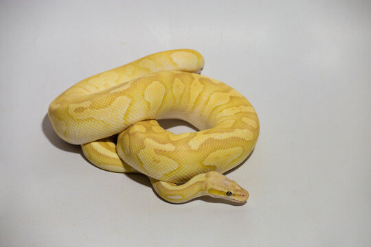 Yellow python, portrait of a ball python on white background Dark-eyed pet snake