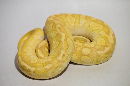 Yellow python, portrait of a ball python on white background Dark-eyed pet snake