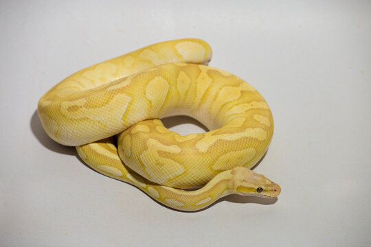 Yellow ball python snake coiled on white background, exotic reptile pet with detailed pattern and texture, studio lighting, isolated subject perfect for wildlife, pet, and nature concept.