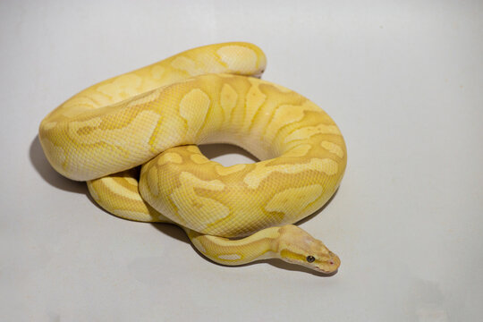Yellow ball python snake coiled on white background, exotic reptile pet with detailed pattern and texture, studio lighting, isolated subject perfect for wildlife, pet, and nature concept.
