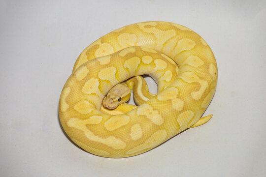 Yellow ball python snake coiled on white background, exotic reptile pet with detailed pattern and texture, studio lighting, isolated subject perfect for wildlife, pet, and nature concept.