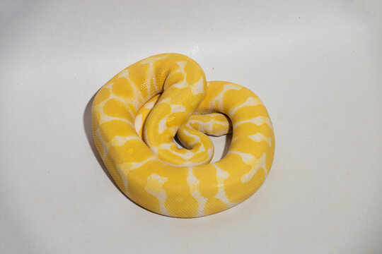 Yellow python, portrait of a ball python on white background Dark-eyed pet snake