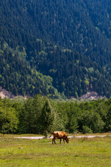 Naklejka premium A lone cow grazing in a lush green meadow at the edge of a dense mountain forest, evoking peaceful rural life, summer tranquility and wide open natural landscape scenery. 