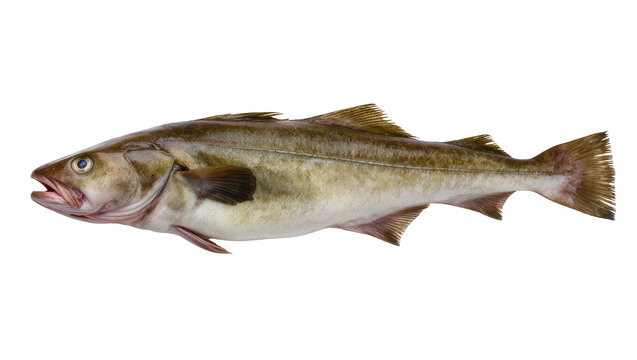 Freshly caught haddock fish with scales and fins, isolated on transparent background