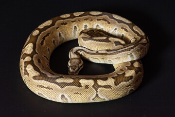 Fototapeta premium Ball python curled up on a black background.