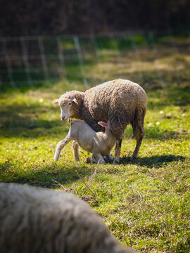 Ewe nursing a lamb in a grassy pasture