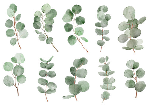 Eucalyptus leaves collection in soft watercolor style. Fresh botanical elements look trendy and clean and perfect for modern design projects.