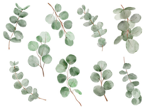 Watercolor eucalyptus branches set in soft natural tones. Fresh botanical elements feel calm and modern and perfect for branding or wedding design.