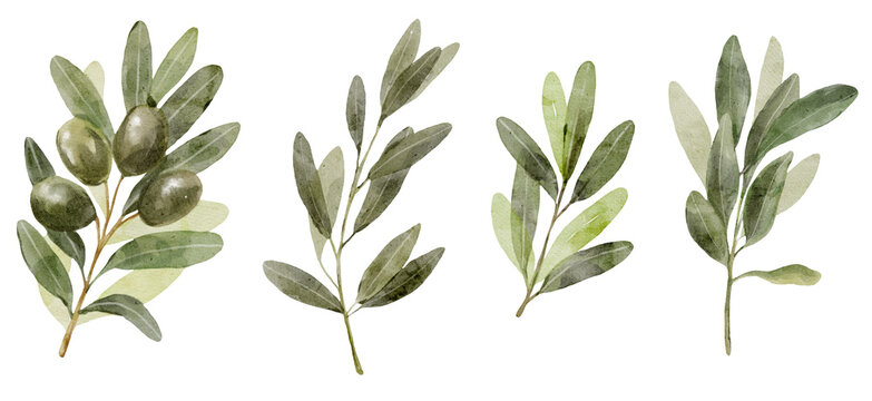 Watercolor olive branches set with natural green tones. Botanical elements feel organic and versatile and ideal for branding or packaging.