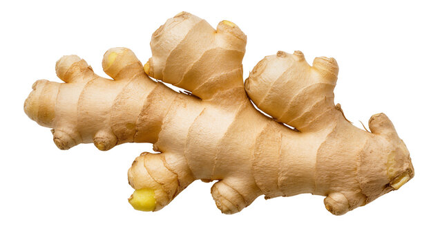 Raw ginger root with textured skin, isolated on transparent background
