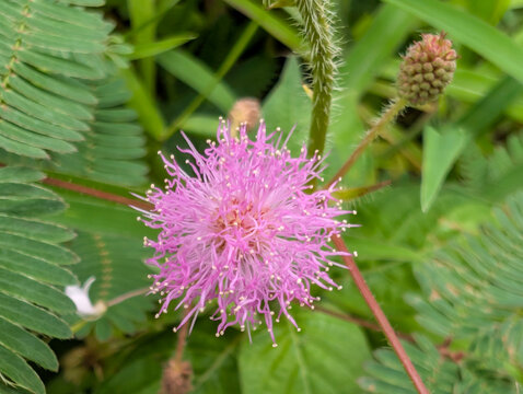 Delicate Pink Blossoms of Mimosa Pudica, the Sensitive Plant, Displaying its Unique Fern-like Leaves