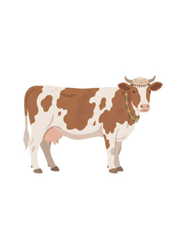 Brown and White Spotted Cow Standing Isolated on a White Background