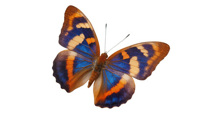 Vibrant blue and orange butterfly with intricate patterns, isolated on transparent background © Nicolae