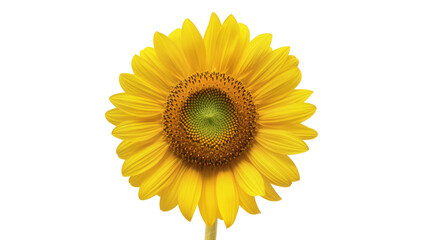 Fototapeta premium Bright yellow sunflower bloom with detailed center, isolated on transparent background