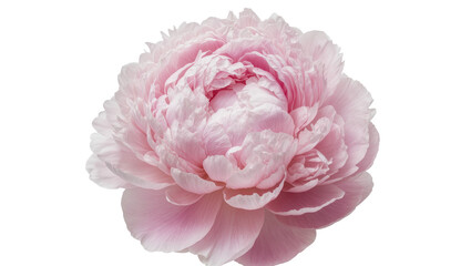 Delicate pink peony flower with layered petals, isolated on transparent background © Nicolae