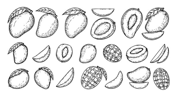 Minimal mango sketch icon set tropical fruit slices halves vector isolated on white background