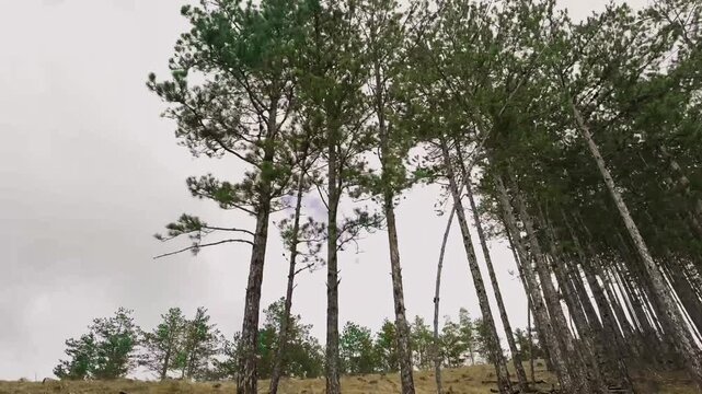 POV driving through forest in Serbia motion view from car window mountain travel.Point of view from a passenger seat driving through a forest in the mountains of Serbia. Motion blur of trees
