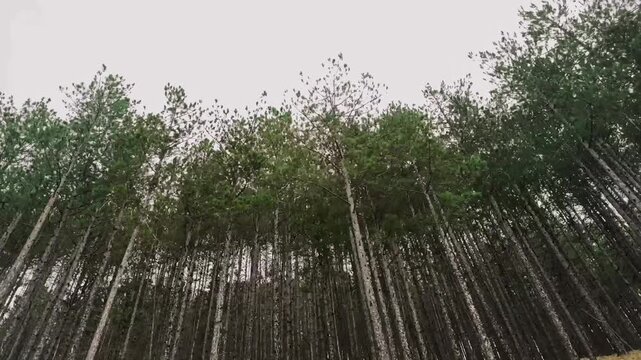 POV driving through forest in Serbia motion view from car window mountain travel.Point of view from a passenger seat driving through a forest in the mountains of Serbia. Motion blur of trees