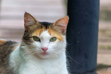 CAT xith green eyes in the garden © ric