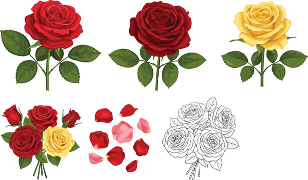 rose flower vector set, red yellow rose illustration, rose bouquet vector, floral design elements, botanical rose collection illustration