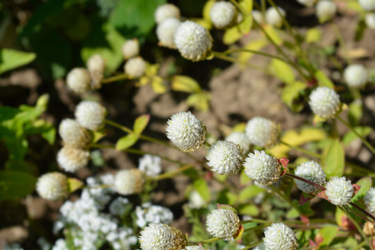 White globe amaranth flowers - Latin name - Gomphrena globosa Alba