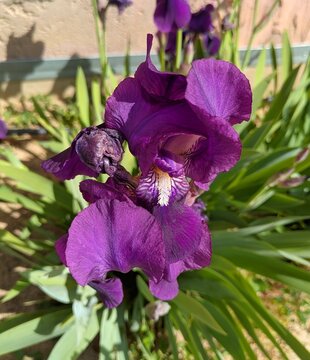 Vista de cerca de flor de color morado y hojas de lirios (Iris Germanica) en jard&iacute;n de parque urbano