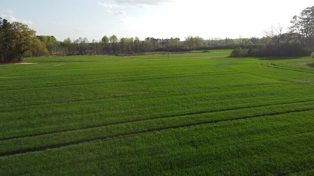 green field and trees in north carolina