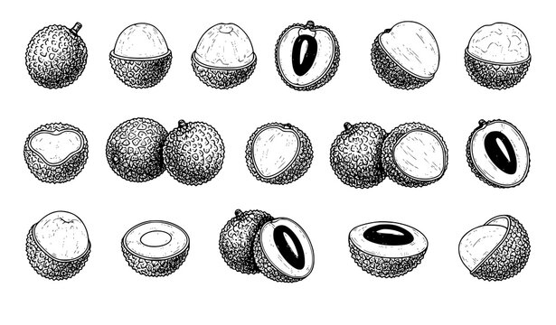 Minimal lychee fruit sketch icon set whole peeled and half tropical vector isolated on white background