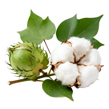 [Transparent Background PNG]Cotton Plant with Open Bolls and Leaves