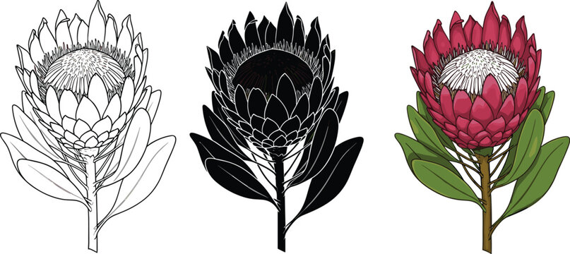 proteus flower vector illustration, protea flower clipart, botanical protea flower drawing, protea flower silhouette vector illustration set