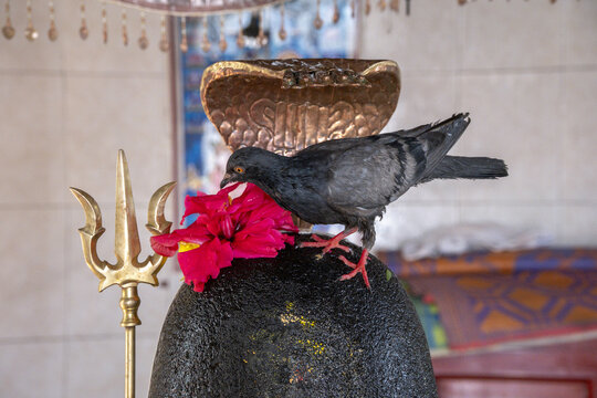 Maheswarnath Mandir hindu temple, Triolet, MauritiusPigeon picking at flower offerings