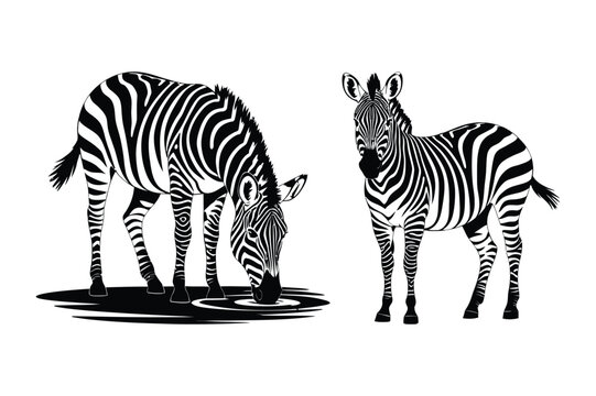 Two zebras silhouetted in black and white with stripes, one grazing