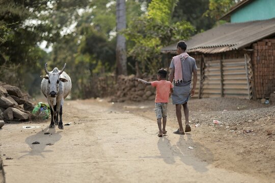 Odisha, India - 26 March 2026: View of a boy pointing towards a zebu cow on a dusty road, a weathered brick house standing nearby under the soft Indian sun..