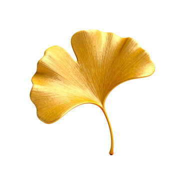 [Transparent Background PNG]Golden Ginkgo Biloba Leaf Isolated on White