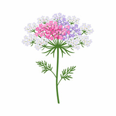 Fototapeta premium Delicate Queen Anne Lace Wildflower Botanical Art