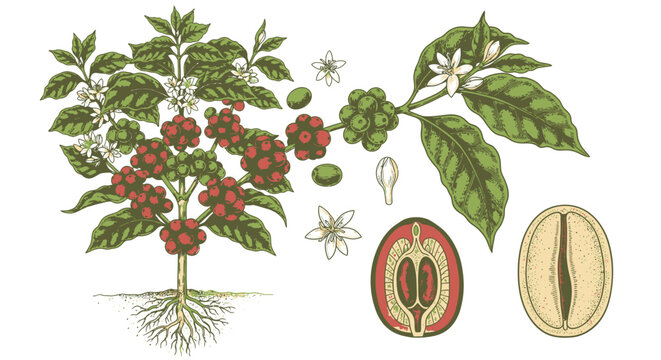 Detailed illustration of coffee plant parts.