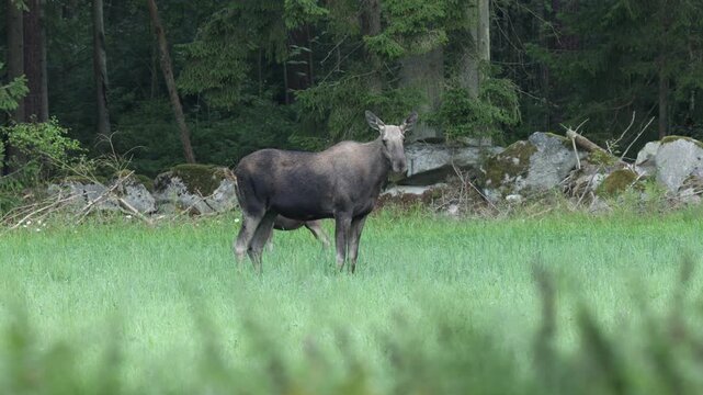 Moose with calf in the Scandinavian forest