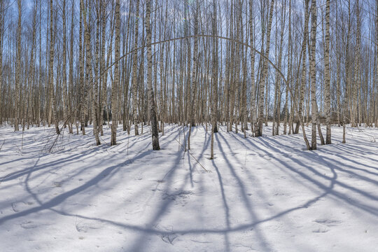View of stark birch trees cast long, dramatic shadows across a pristine snow-covered ground, creating a mesmerizing pattern of light and dark, Pereslavl-Zalessky, Yaroslavl Oblast, Russia.