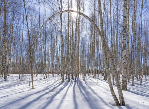 View of sun-drenched birch trees casting long shadows across a snowy ground, a bent tree forming a natural archway, Pereslavl-Zalessky, Yaroslavl Oblast, Russia.