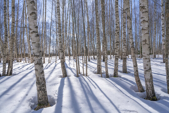View of stark white birch trunks rise from a blanket of snow, casting long shadows in the crisp sunlight, Pereslavl-Zalessky, Yaroslavl Oblast, Russia.
