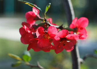Obraz premium Bright red flowers bloom on a branch, showcasing their vibrant petals against a blurred green background