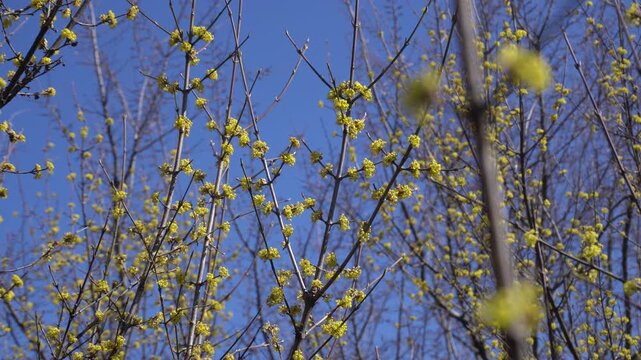 Yellow dogwood flower blossoms in spring forest.
