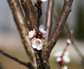 Kwitnące brzoskwinie w sadzie, delikatne płatki i soczyste kolory. © Adam