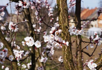 Wiosenne kwiaty brzoskwini, drzewo pokryte kolorowymi, świeżymi kwiatami. © Adam