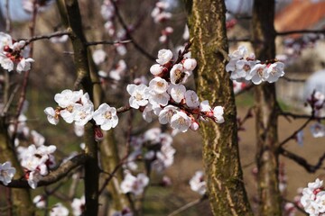 Zakwitnięte kwiaty brzoskwini w ogrodzie, delikatne płatki i wiosenna atmosfera. © Adam