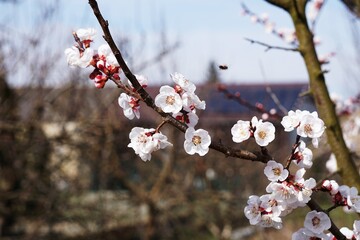 Piękne kwiaty brzoskwini na gałęziach w ogrodzie, wiosenna atmosfera. © Adam