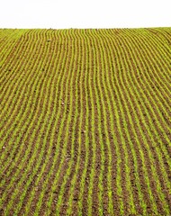 Zielone kiełki rosną na równo przygotowanych grządkach pola. © Adam